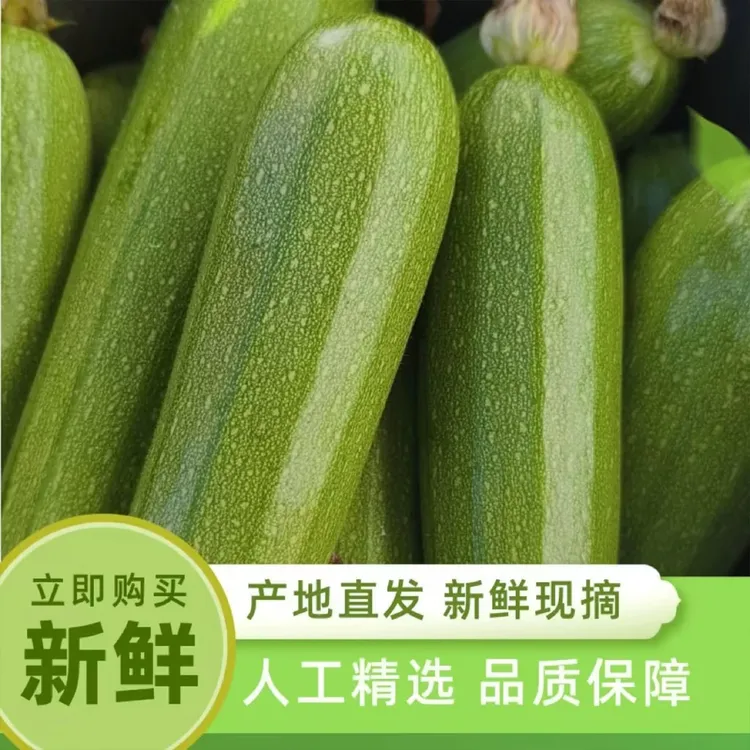 正宗云南农家自种露天新鲜西葫芦云南小瓜当季蔬菜包邮