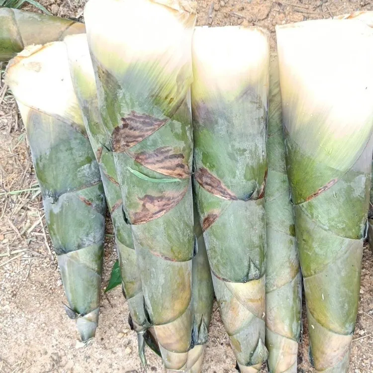 广东揭阳发货省内次日新鲜现挖带壳竹笋多种笋类当季美味可做酸笋