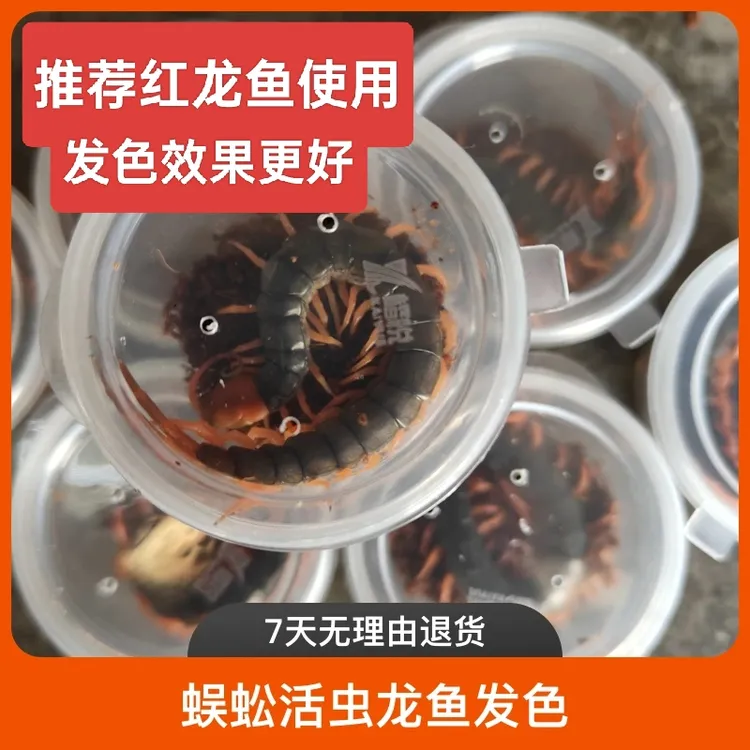 蜈蚣活虫龙鱼发色蜈蚣红头红脚蜈蚣红龙鱼发色饲料