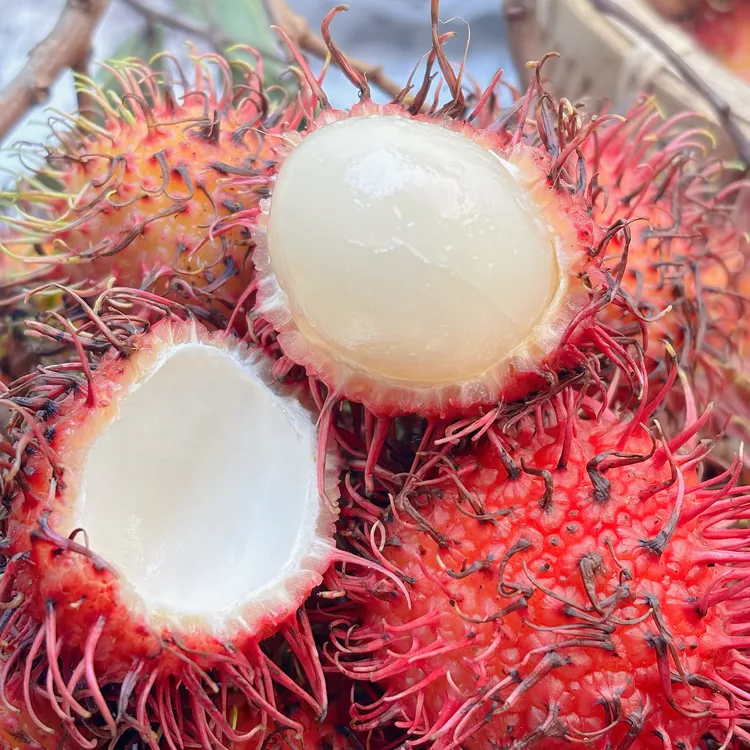 海南保亭老树红毛丹7号纯甜【带枝发货】3斤装起新鲜采摘【果膜不吃