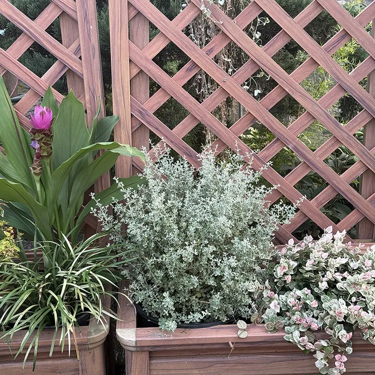 罗曼的花园 低维护花境组合盆栽苗小尺寸开花观叶花园组合绿植