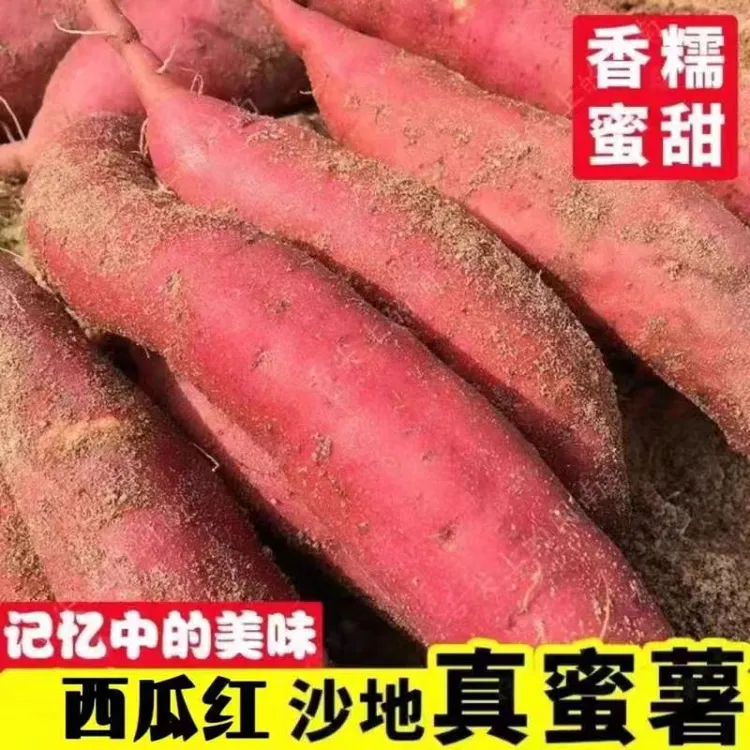 正宗河南沙地新鲜现挖糖心红心蜜薯红薯软糯香甜