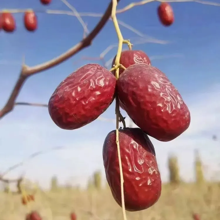 2025新货新疆当季灰枣和田灰枣红枣带土核小香甜农家（有大有小）