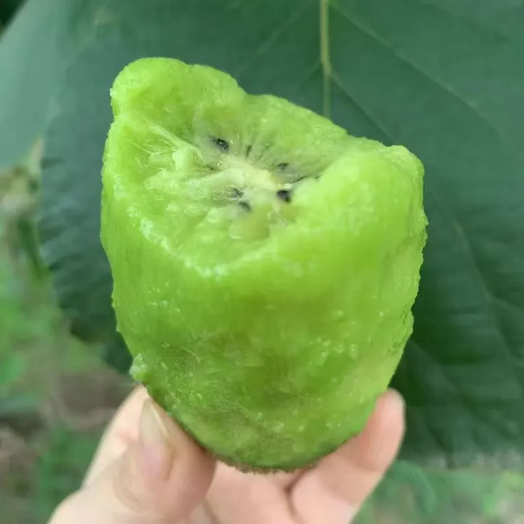 陕西周至绿心徐香猕猴桃