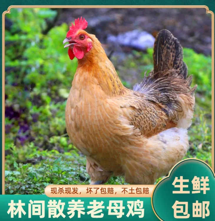 【3年肥西黄油老母鸡】农家散养肥西老母鸡2只老母鸡土鸡直播卖货