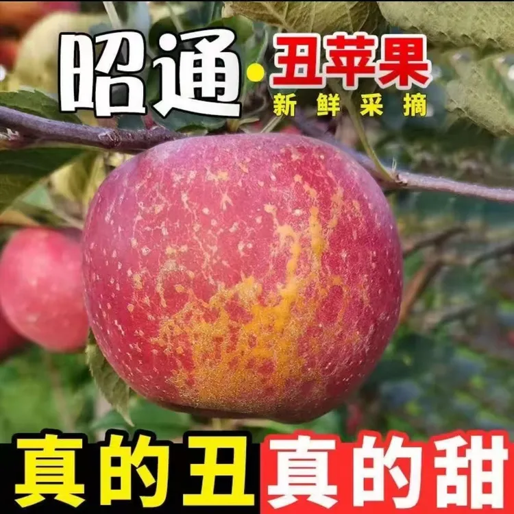 【昭通苹果】云南昭通丑苹果新鲜现摘脆甜多汁微糖心孕妇营养丰富