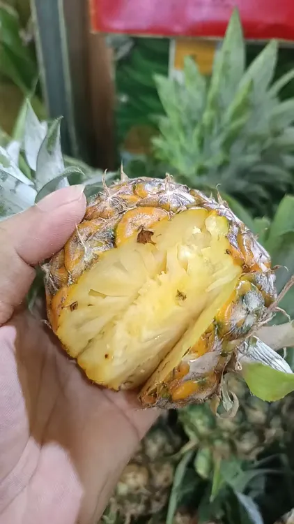 西双版纳小菠萝【十斤装】香甜脆爽 秒杀普通菠萝口感的MiNi菠萝