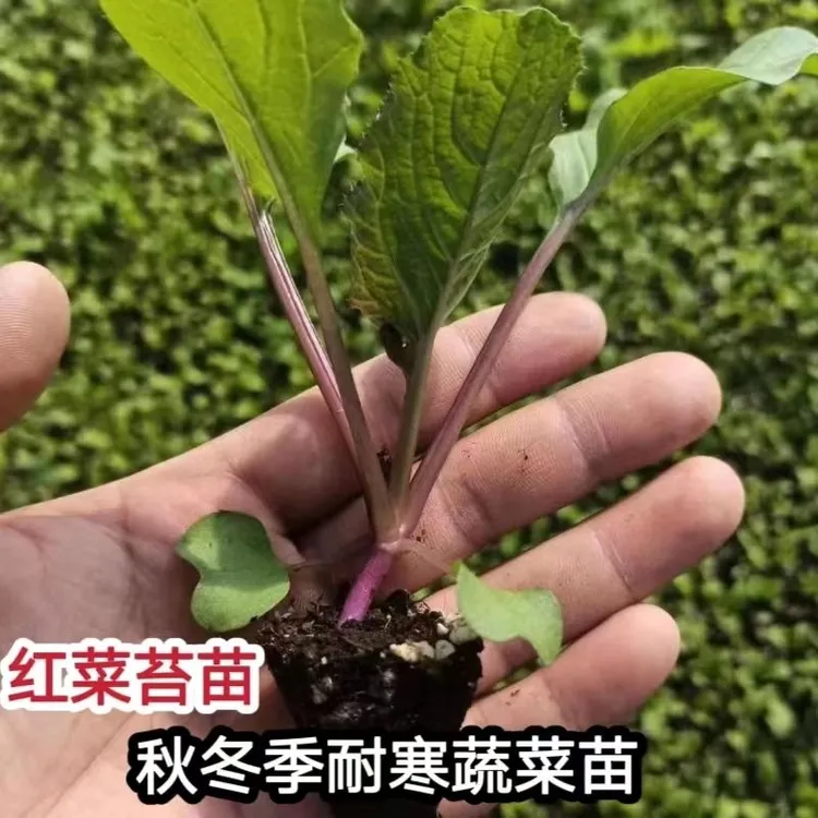 红菜苔秧苗菜秧苗大全带原土发货庭院阳台大田