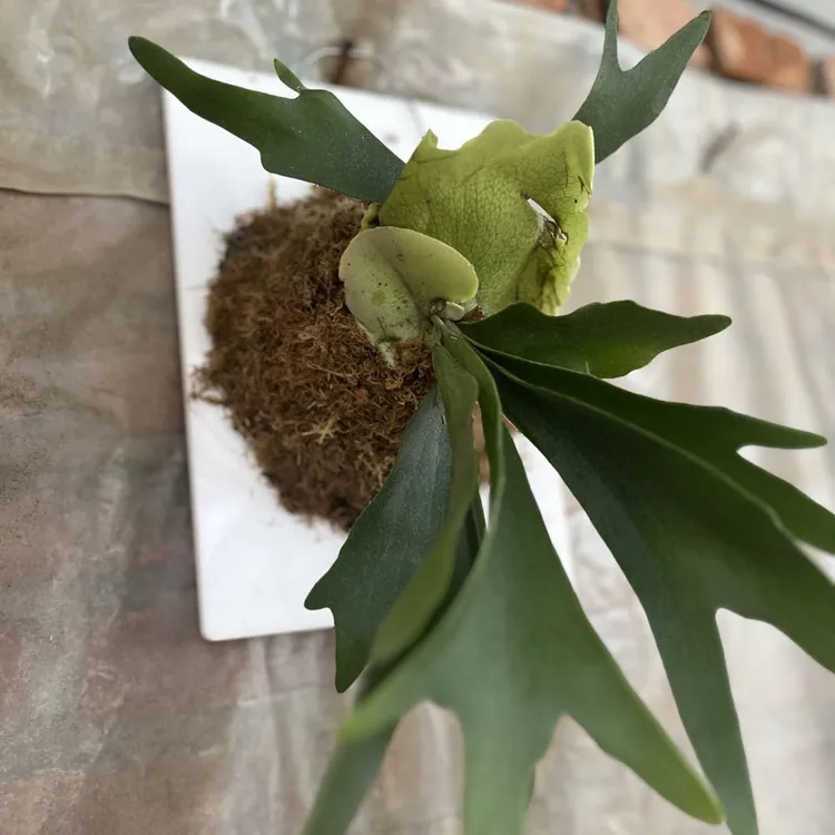 【二歧鹿角蕨】亚克力板植 耐热多年生室内桌面新奇绿植净化空气