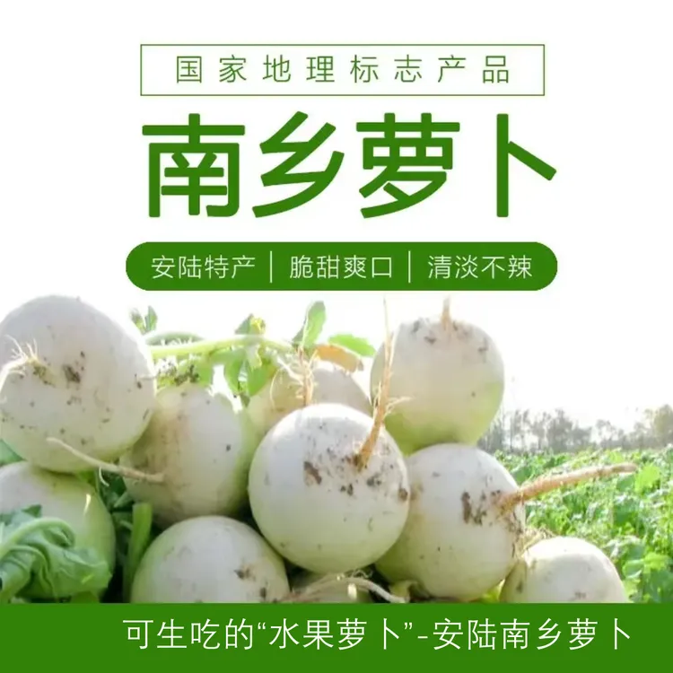 湖北安陆正宗南乡圆白萝卜汁多脆嫩新鲜当季蔬菜产地直发圆萝卜
