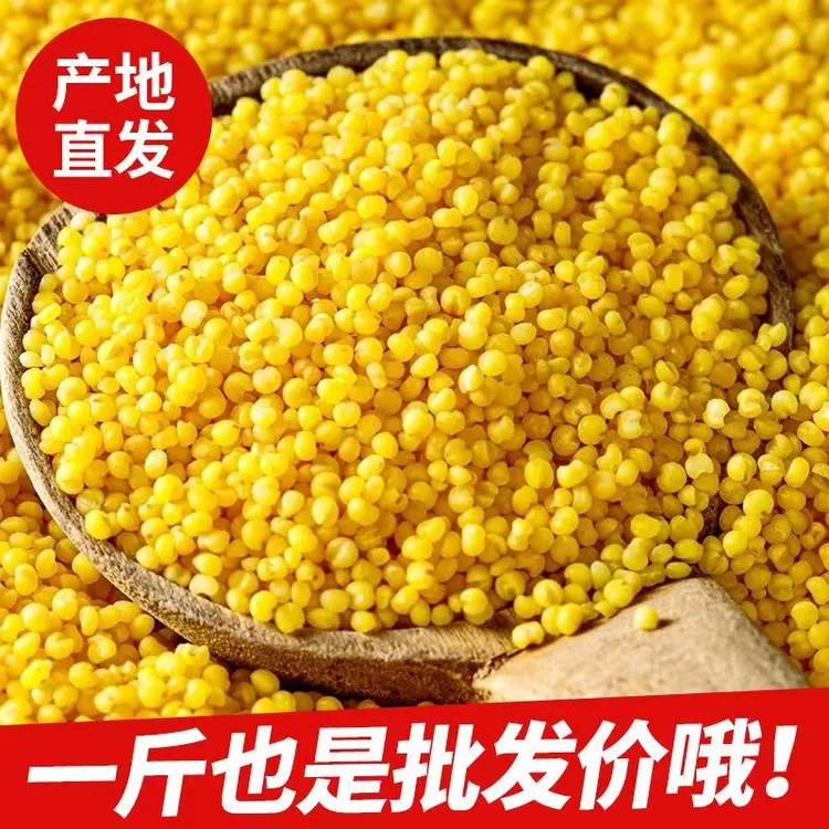 黄金苗小米当季新米宝宝月子粥营养辅食五谷杂粮蔚州小米