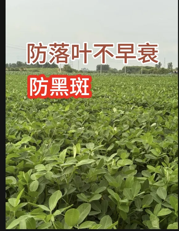 花生不落叶不早衰 防黑斑 活杆成熟高产保收叶面喷施feiliaoa