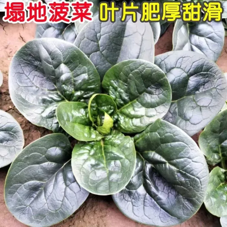 【3包】趴地菠菜种子四季种植盆栽地栽阳台小院种植