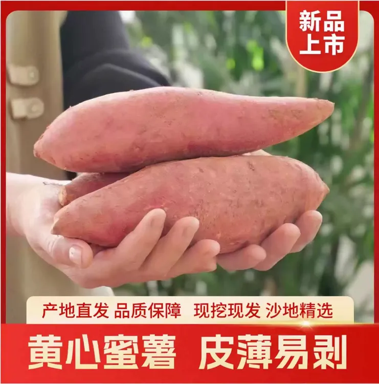 新鲜现挖沙地龙九蜜薯精选优质蜜薯鲜红薯番薯粉糯甘甜营养丰富