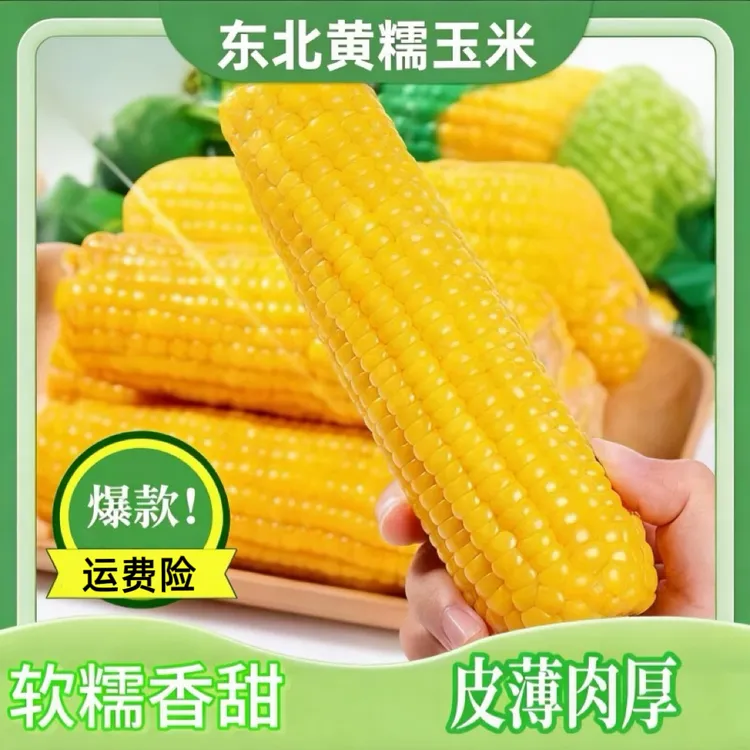 【整箱14根 含试吃6根】东北黄糯玉米新鲜玉米甜糯拉丝玉米