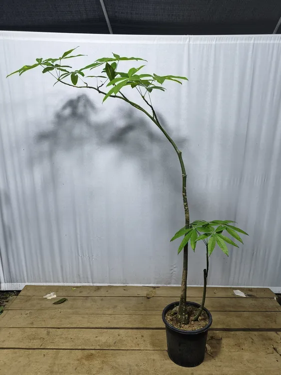 简约精致发财树盆栽室内外土培四季常绿好养禅意绿植可净化空气