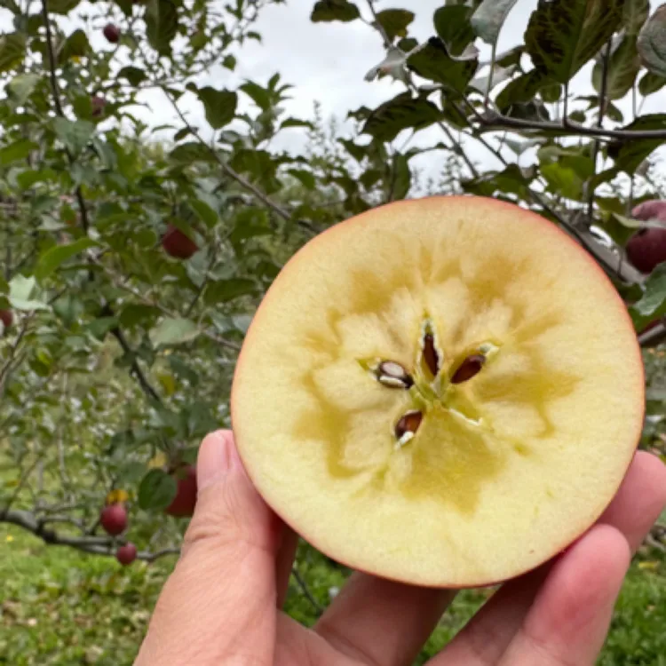 西藏林芝红富士冰糖心苹果脆甜多汁（邮政特快包邮）