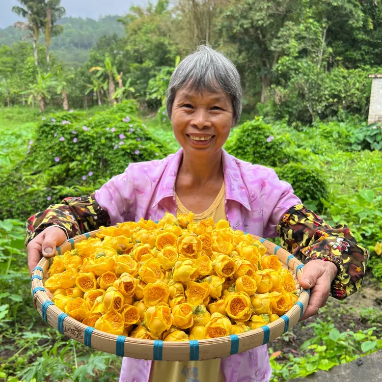 广西十万大山金花茶防城港金花茶冻干花康仔同款金花茶推荐包邮