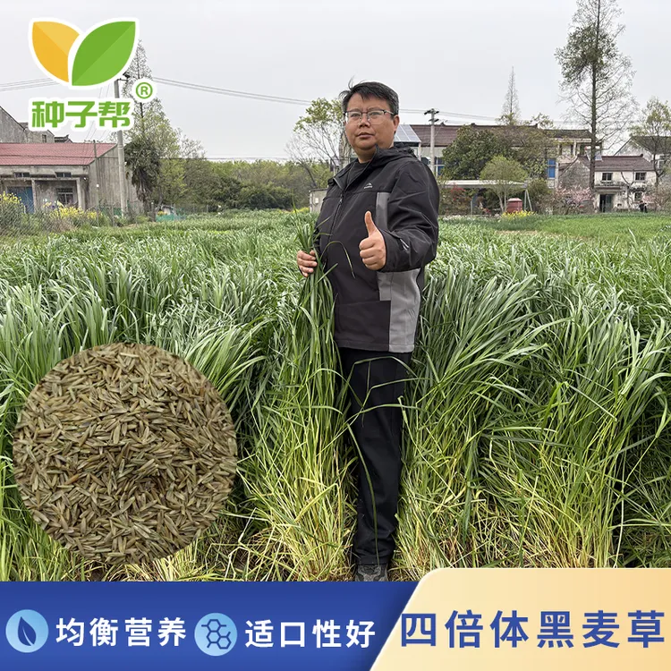 四倍体黑麦草种子秋播宽叶黑麦草耐寒过冬多次收割高产牧草种籽商品图