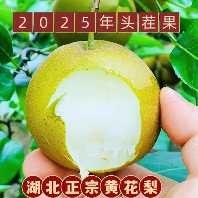 【正宗黄花梨】湖北宜昌梨子正品脆甜多汁孕妇新鲜水果现摘现发整箱
