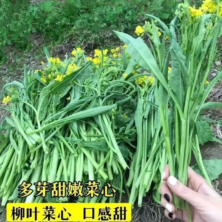 【柳叶菜心种子】四季种植盆栽地栽阳台小院种植