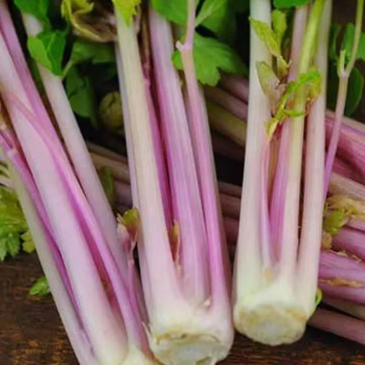 【水果红香芹种子】紫玉红芹菜种籽红色紫色盆栽蔬菜四季