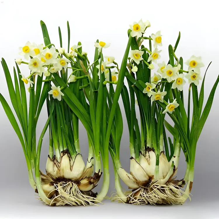 【八字切花王】正宗漳州水仙花水培好养冬季开花芳香浓郁花卉花苞多