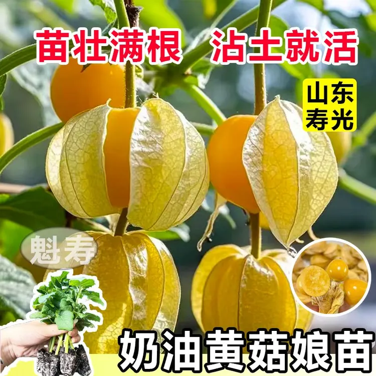 粒粒甜奶香黄姑娘果秧苗带土球金菇娘紫姑娘果灯笼果种子四季盆栽