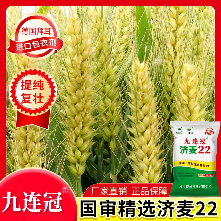 【达人专属】济麦22高产小麦种子矮秆大穗12.5kg抗冻抗倒抗病正品