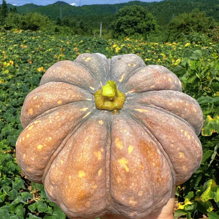 湖南本地农家种植老南瓜粉南瓜