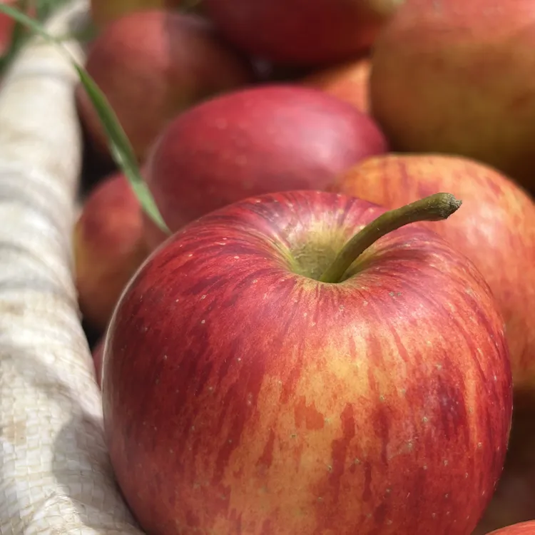 云南高原红露天冰糖心丑苹果新鲜现摘脆甜多汁肉厚营养水果