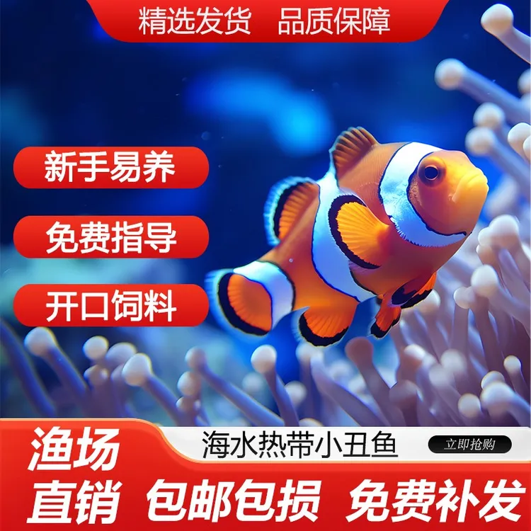 小丑鱼海水鱼观赏鱼人工公子尼莫小鱼耐活好养小丑鱼一公一母海缸