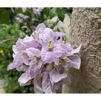 新品【冰荔枝】三角梅好养阳台勤花可爬藤可垂丝勤花不带花