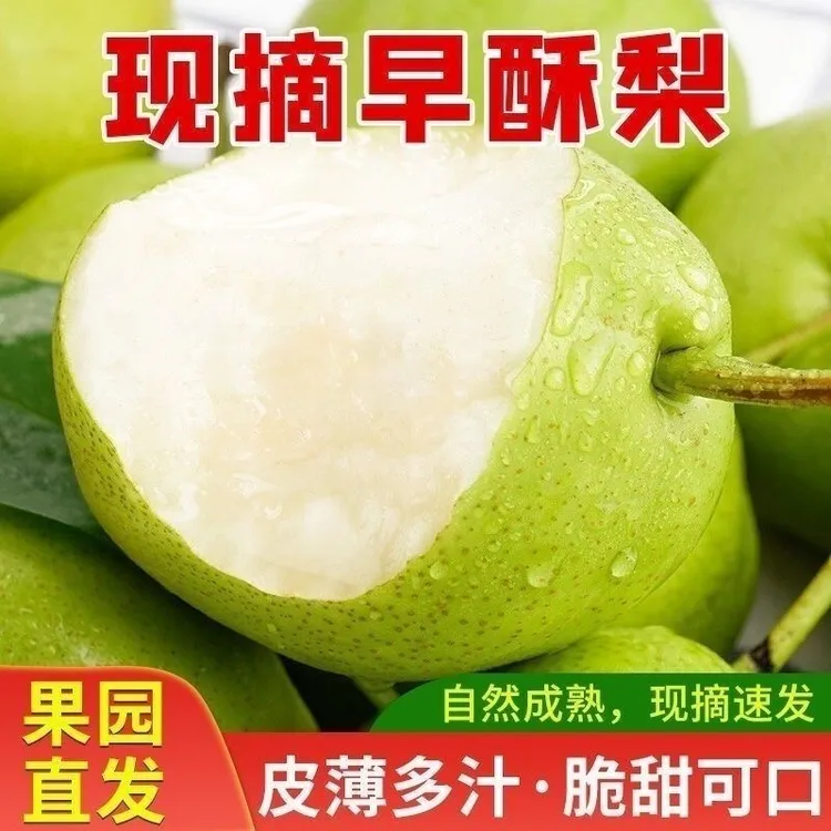 【头茬甘肃早酥梨】酸甜可口应季孕妇水果脆甜皮薄多汁现摘现发