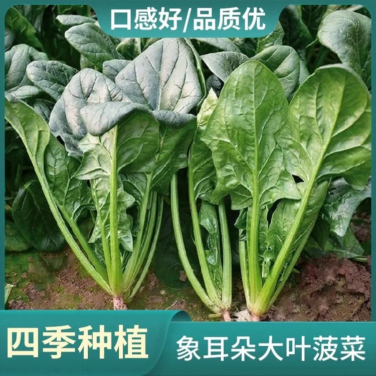 大叶菠菜种子耐寒耐热品种四季种植家庭阳台小院适种
