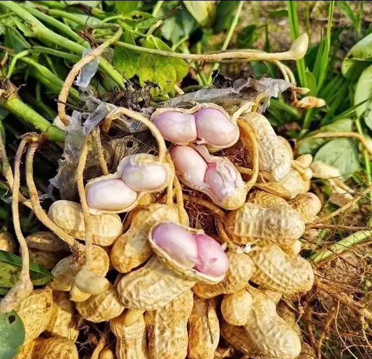 现挖新鲜粉皮花生带泥花生农家自种大白沙带壳花生粉衣鲜花生
