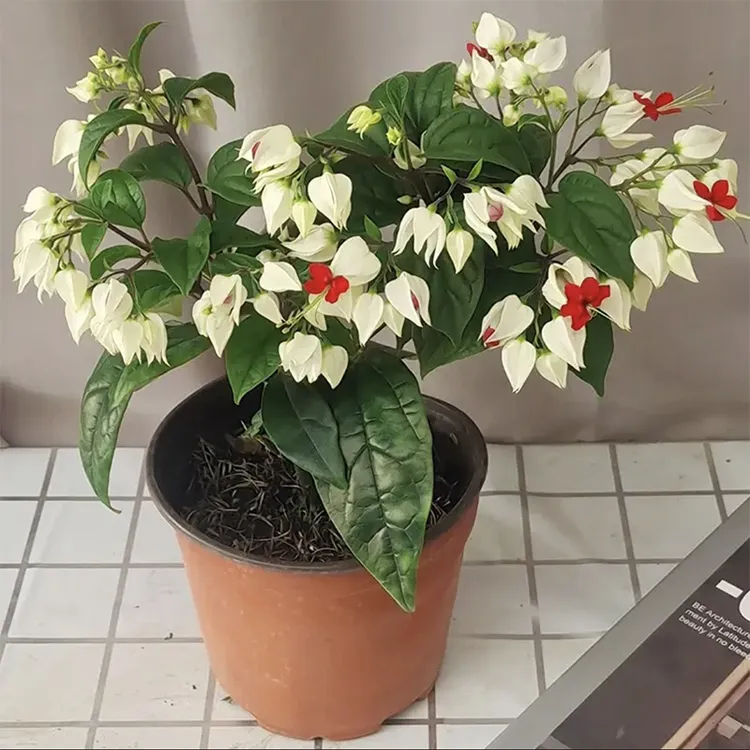 龙吐珠花苗盆栽室内外庭院阳台四季开花好养易活爬藤观赏植物花卉