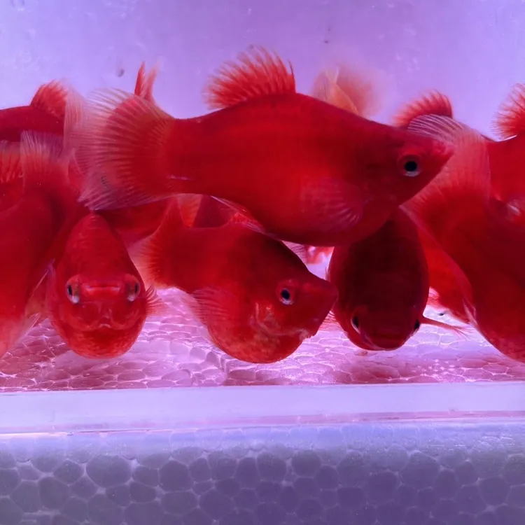 红皮球大号太阳球红球热带小型观赏鱼球鱼猫大肚子胎生怀孕种鱼