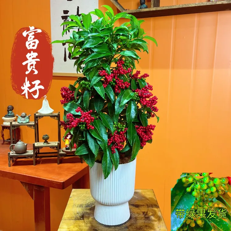 老桩富贵籽满树带果年宵花金玉满堂观果盆景室内盆栽绿植喜庆