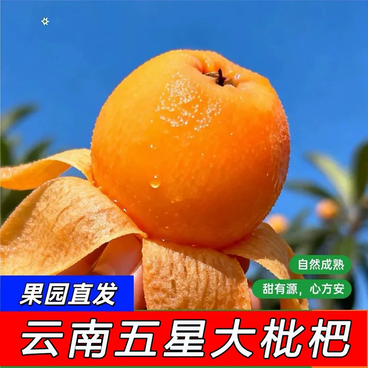 【顺丰包邮】高山大五星枇杷正宗新鲜水果枇杷鲜果农户应季现摘商品图