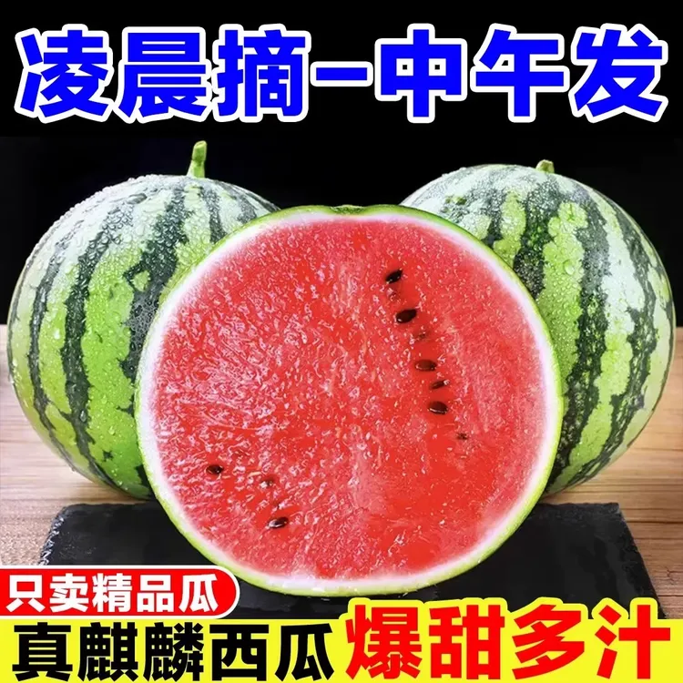 当季新鲜水果8424麒麟头茬瓜薄皮西瓜现摘现发脆甜无籽瓜包甜包熟