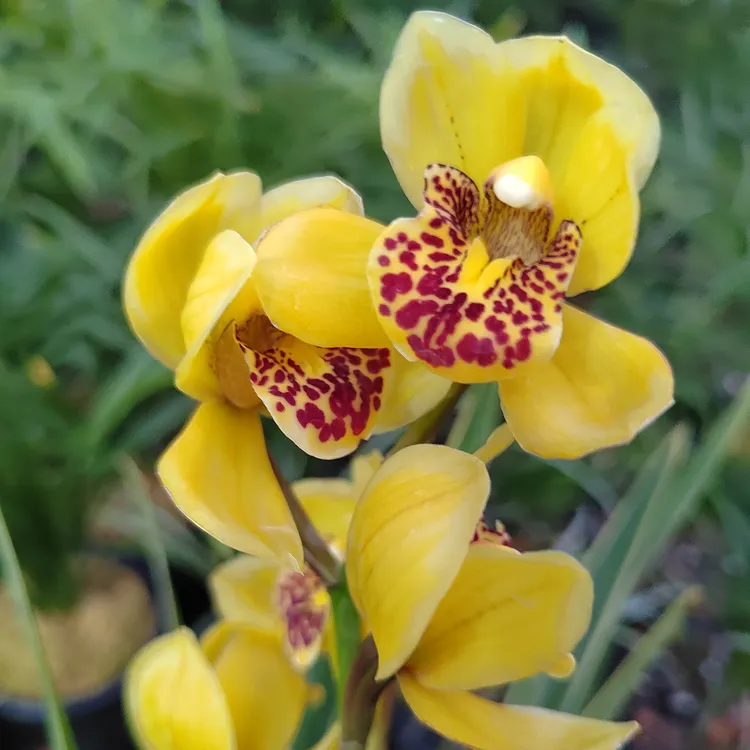 四季兰：金边金中国金凤凰金如意四季开花带花苞原盆