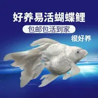白短球蝴蝶鲤石膏白冷水观赏鱼