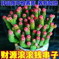 红心钱串彩色稀有钱串锦前程似锦多肉植物新款爆盆阳台绿植肉肉