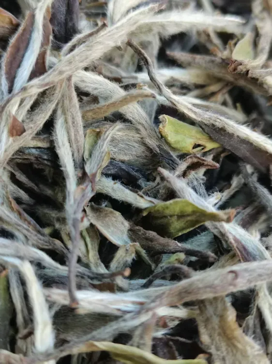 磻溪2019荒野老白茶福鼎白茶一级牡丹毫香蜜韵甘甜参香回甘