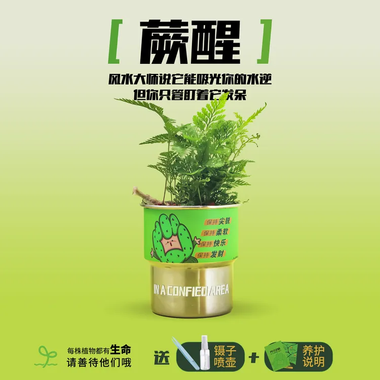 【中秋节】方寸之间-蕨醒狼尾蕨办公室桌搭好养绿植教师节桌面绿植