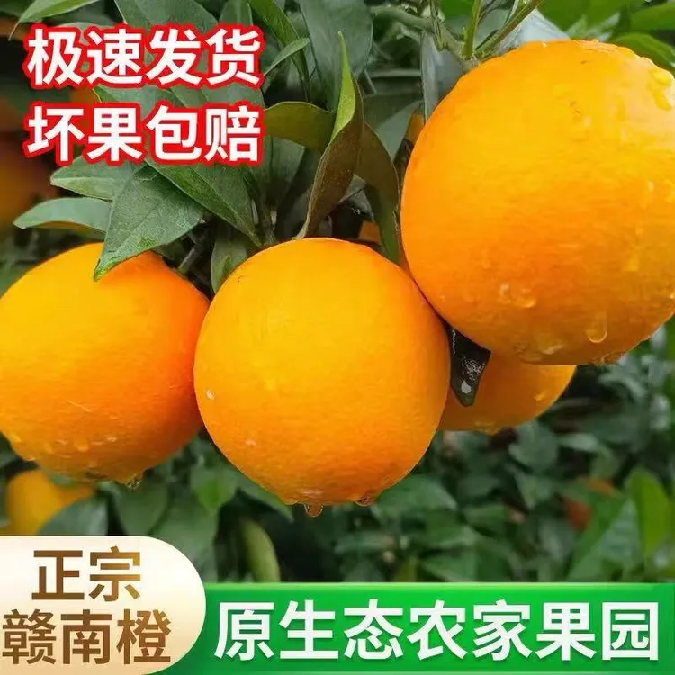 赣南早脐橙新鲜现摘果园直发3/5/10斤清甜脆爽现摘现发