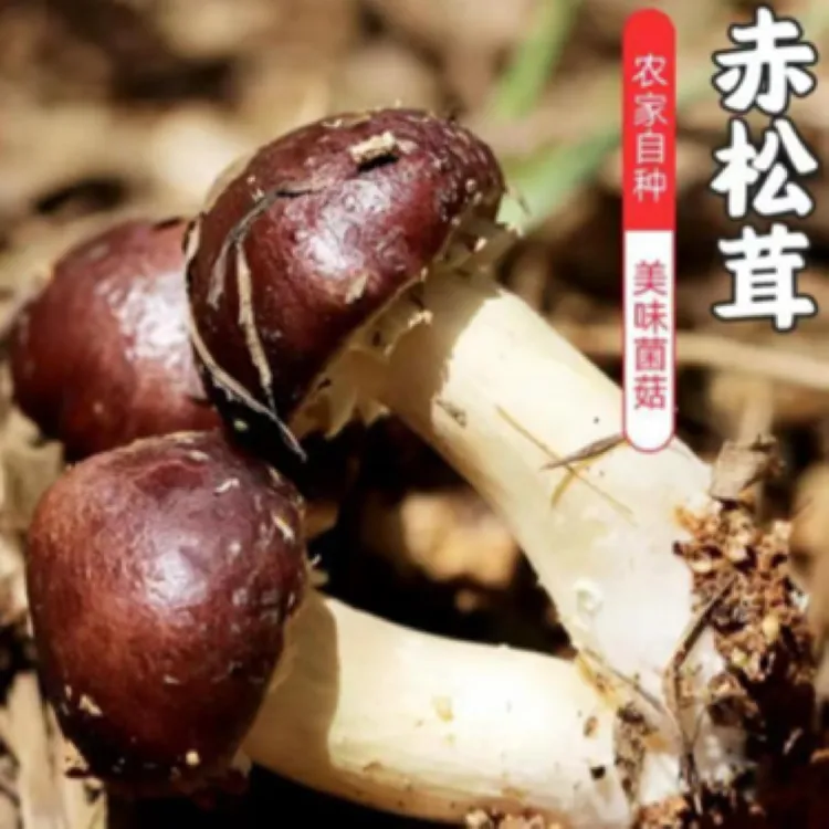 田园大窝铺鲜松茸2000克*88元