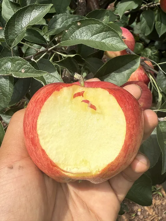 云南昭通丑苹果当季红露苹果水果新鲜脆甜多汁现摘树上鲜果2/5斤