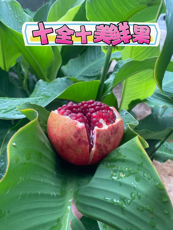 （试吃装）酸石榴泡酒专用（小彩果）